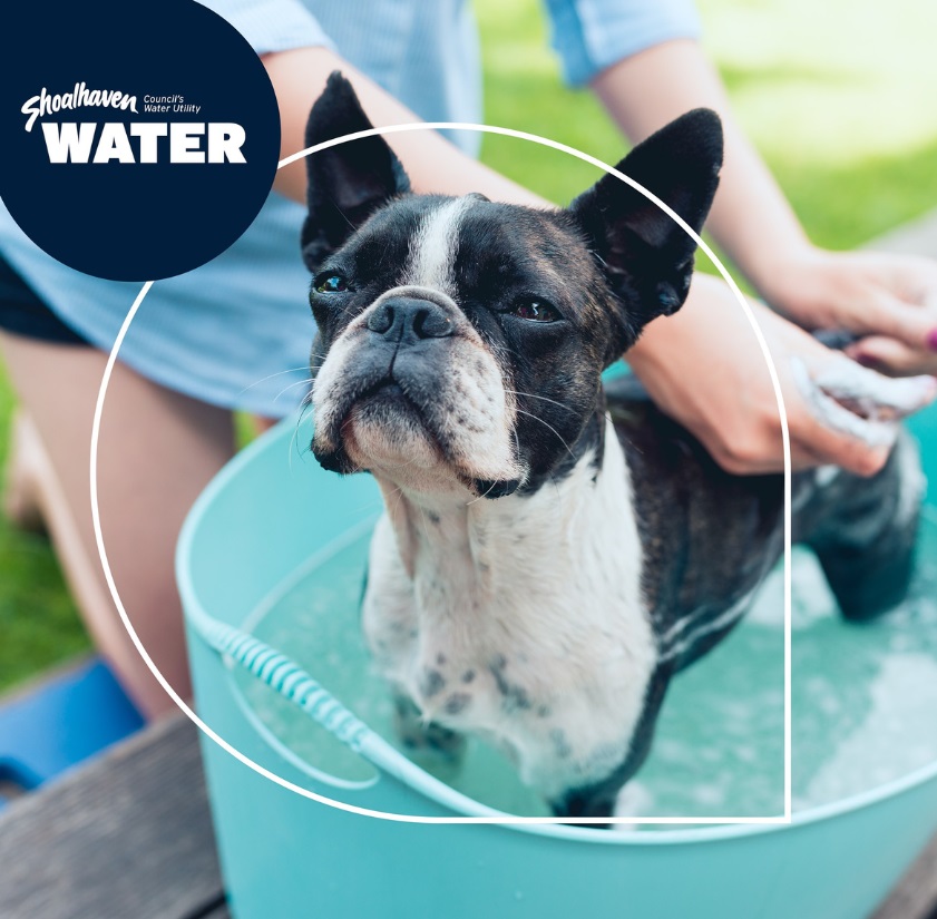 dog having a bath supporting eNotices competition